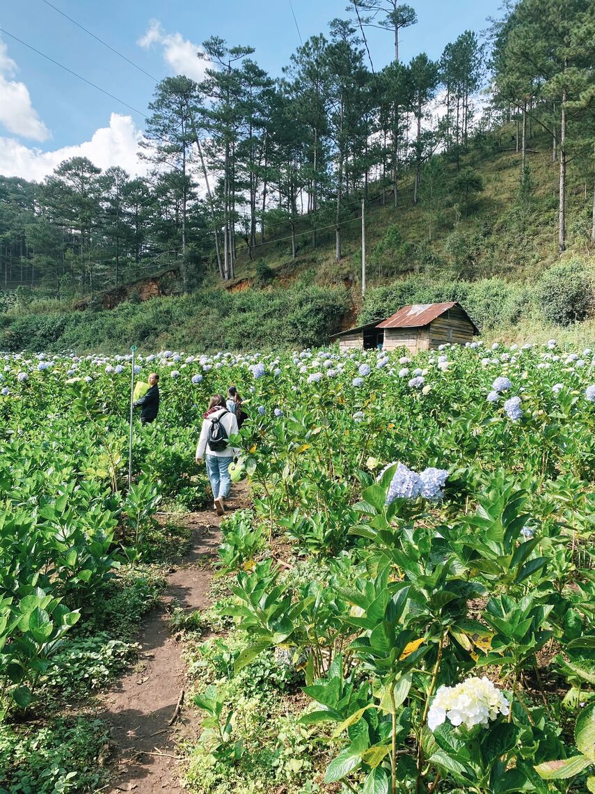 Lối vào farm đi qua 1 vườn cẩm tú cầu đẹp ngất ngây