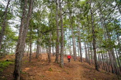 Trekking trong rừng thông