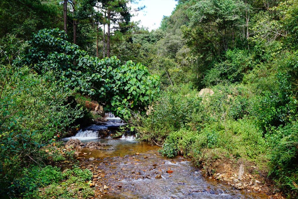 Lội suối, tắm suối, picnic ở suối