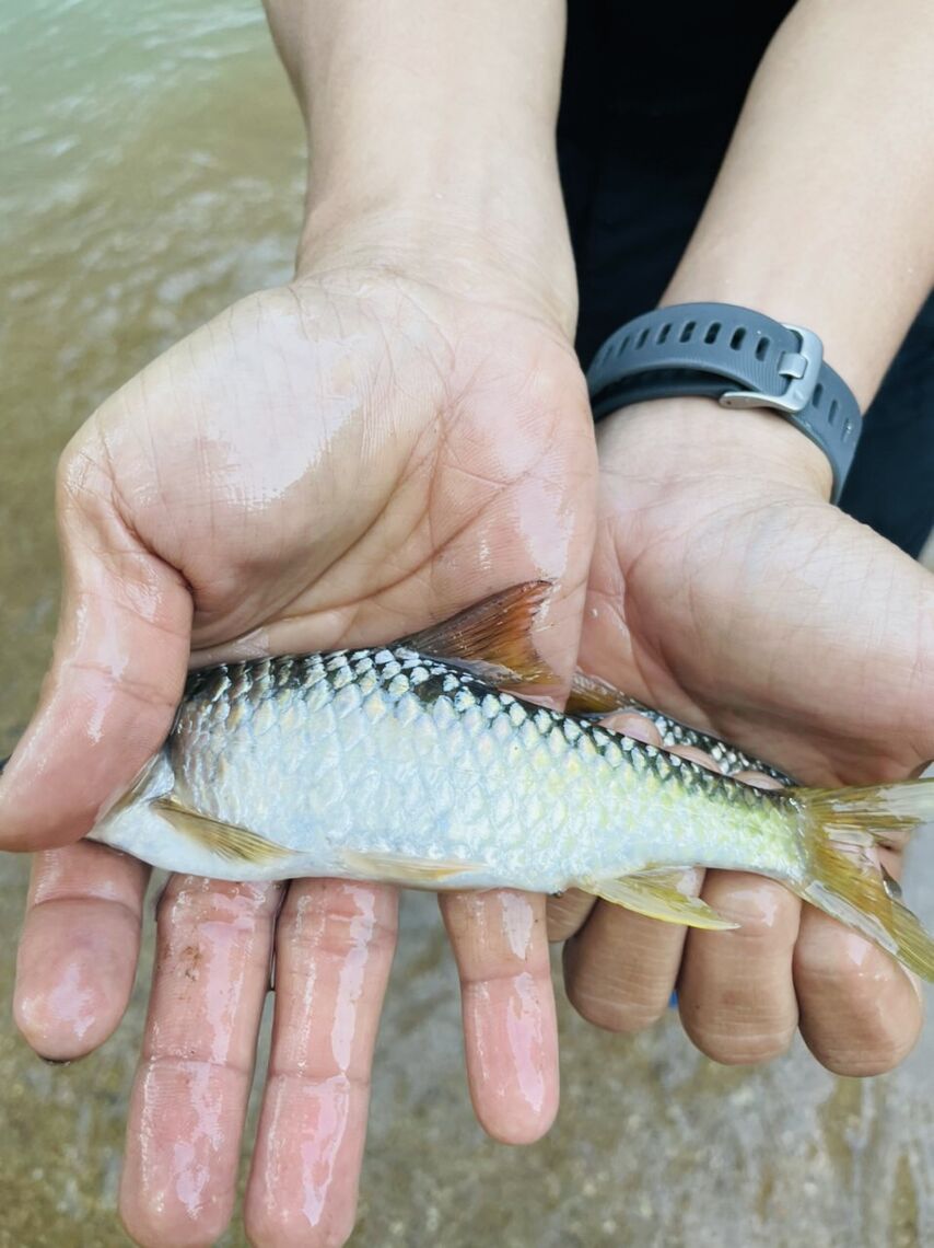 Mình bắt được con cá suối nè, mà ít quá nên thả nó về tự nhiên, chứ bắt được nhiều mình BBQ nó luôn rồi : ))