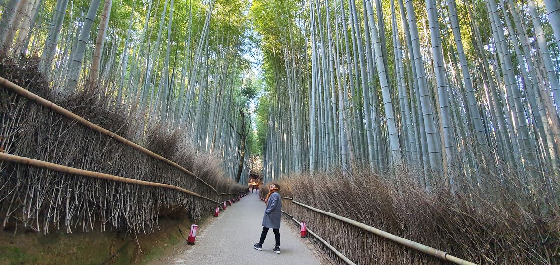 Bamboo Forest