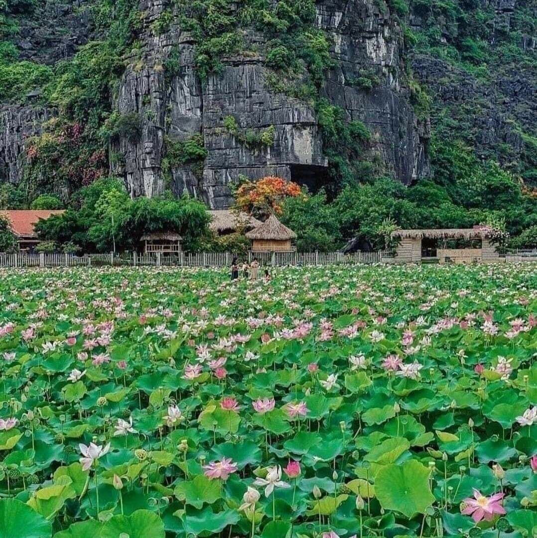 Hồ hoa sen Hang Múa Ninh Bình (Ảnh: FB. Soo Soo)