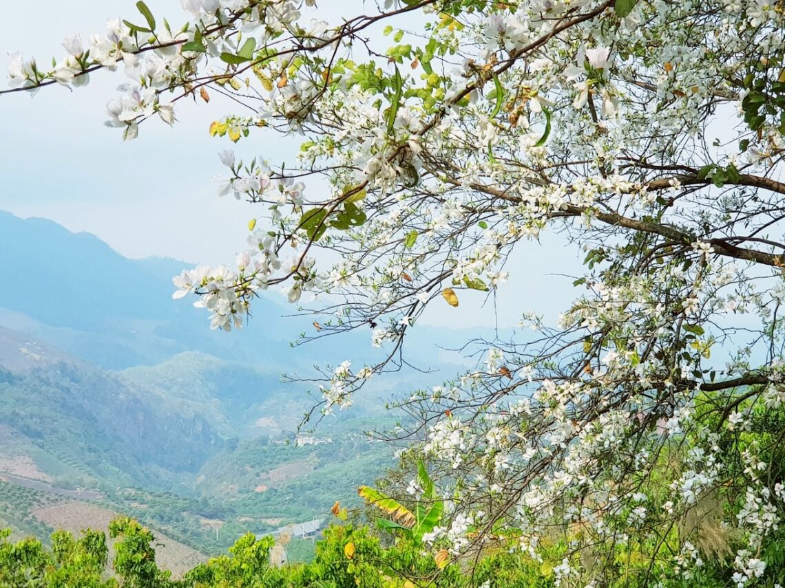 Hoa ban Mai Châu (Ảnh: Internet)