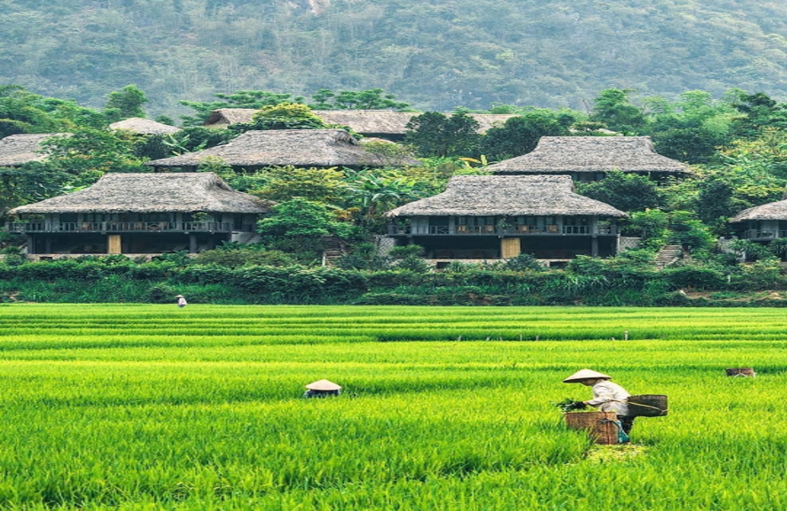 Đồng lúa Mai Châu (Ảnh: FB. Nhi Thị Yến Đặng)