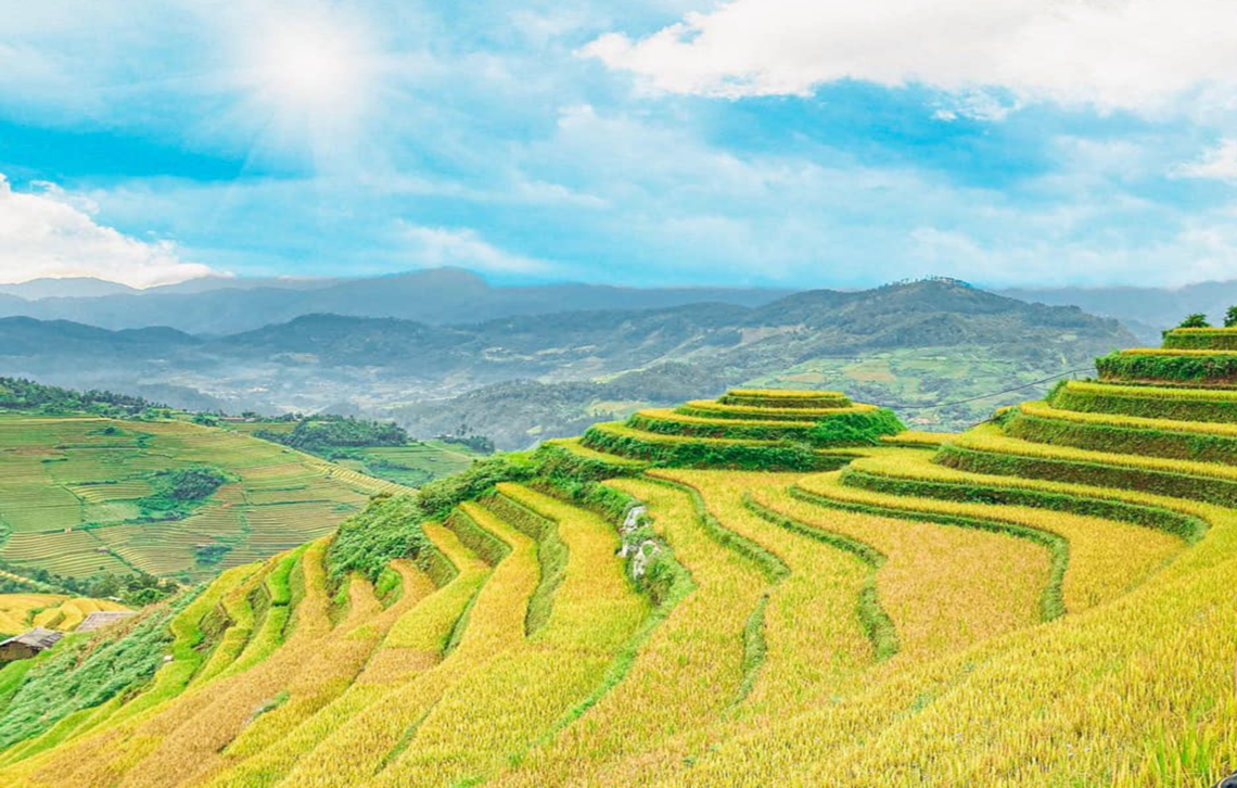Mù Cang Chải mùa lúa chín (Ảnh: fb. Nguyễn Dung)