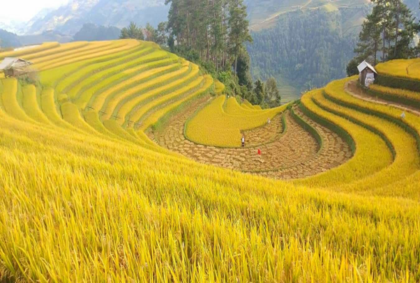 Vành Móng Ngựa mùa lúa chín (Ảnh: fb. Vua Ăn Mày)