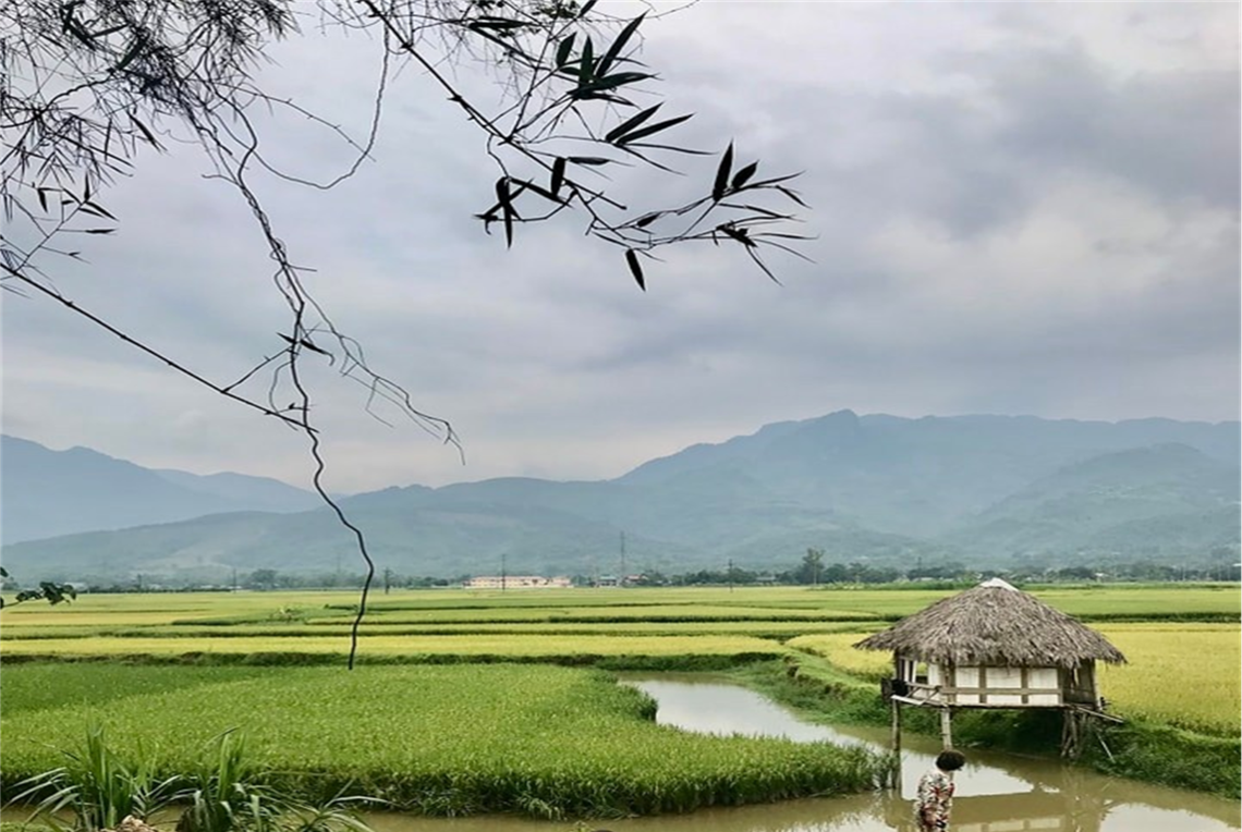 Cánh đồng Mường Lò (Ảnh: fb. Đỗ Ánh Tuyết)
