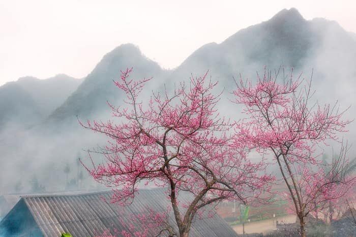 Hoa đào Hà Giang (Ảnh: fb. Phượt Hà Giang-Tour Hà Giang/Tư vấn book tour-Thuê xe máy ô tô 0973760016)
