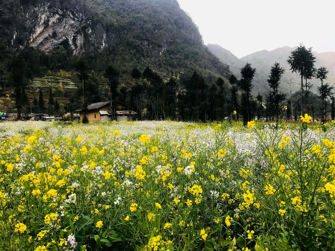Hoa cải Hà Giang (Ảnh: fb. Hoàng Văn Hiếu)