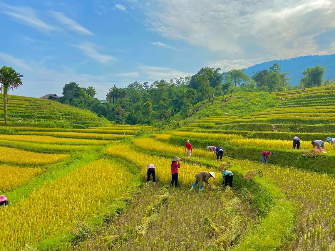cánh đồng lúa (Ảnh: fb HaGiang Sunny Tour Guide)