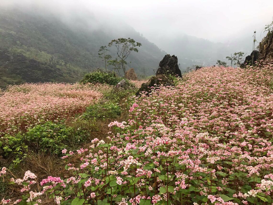 hoa tam giác mạch (Ảnh: fb. Hoàng Dũng Tour HG)