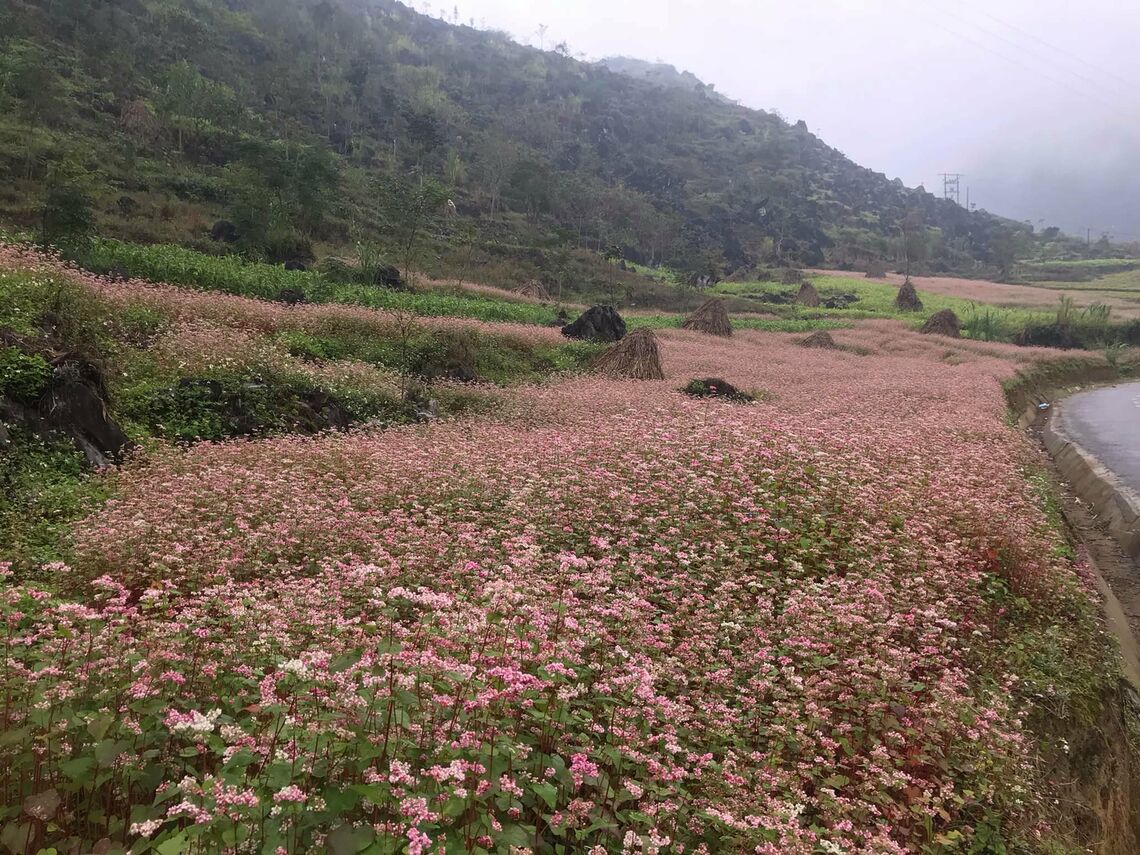 Hoa tam giác mạch (Ảnh: fb. Hoàng Dũng Tour HG)