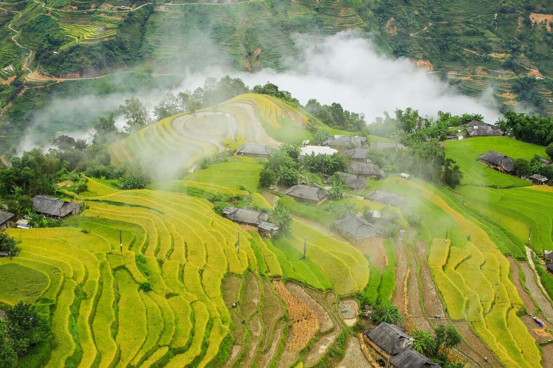 Mùa lúa chín (Ảnh: fb. Trần Hoàng)