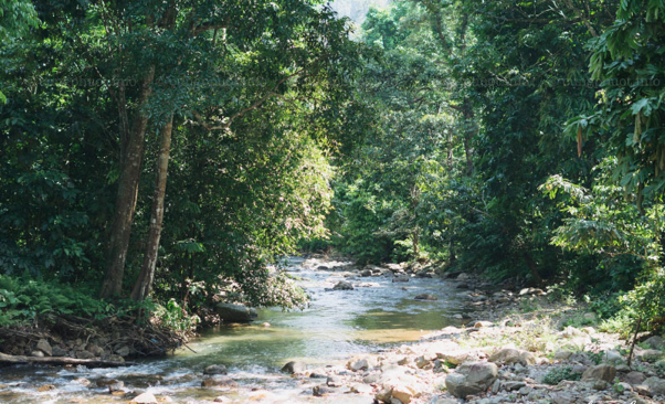 Suối Tiên (Ảnh: Internet)