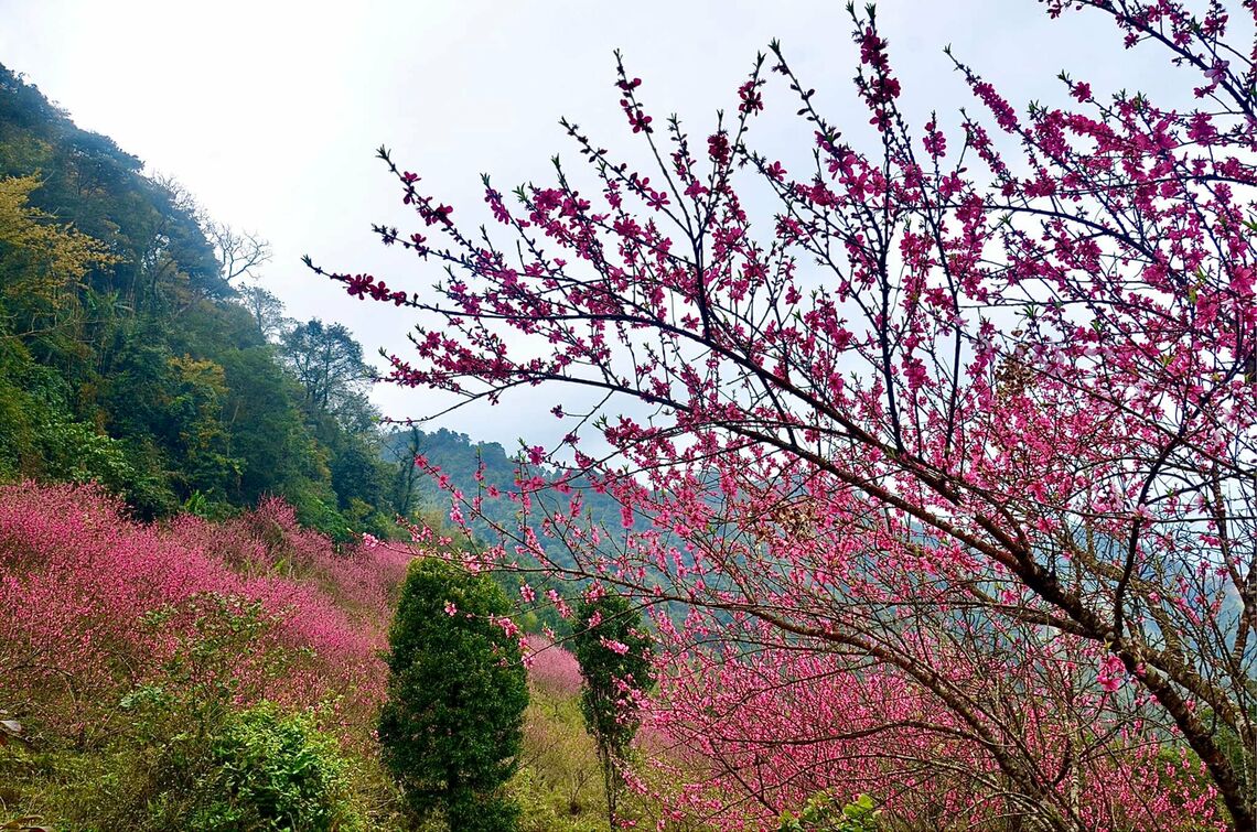 Hoa đào Mẫu Sơn (Ảnh: fb. Người Mua Vui)