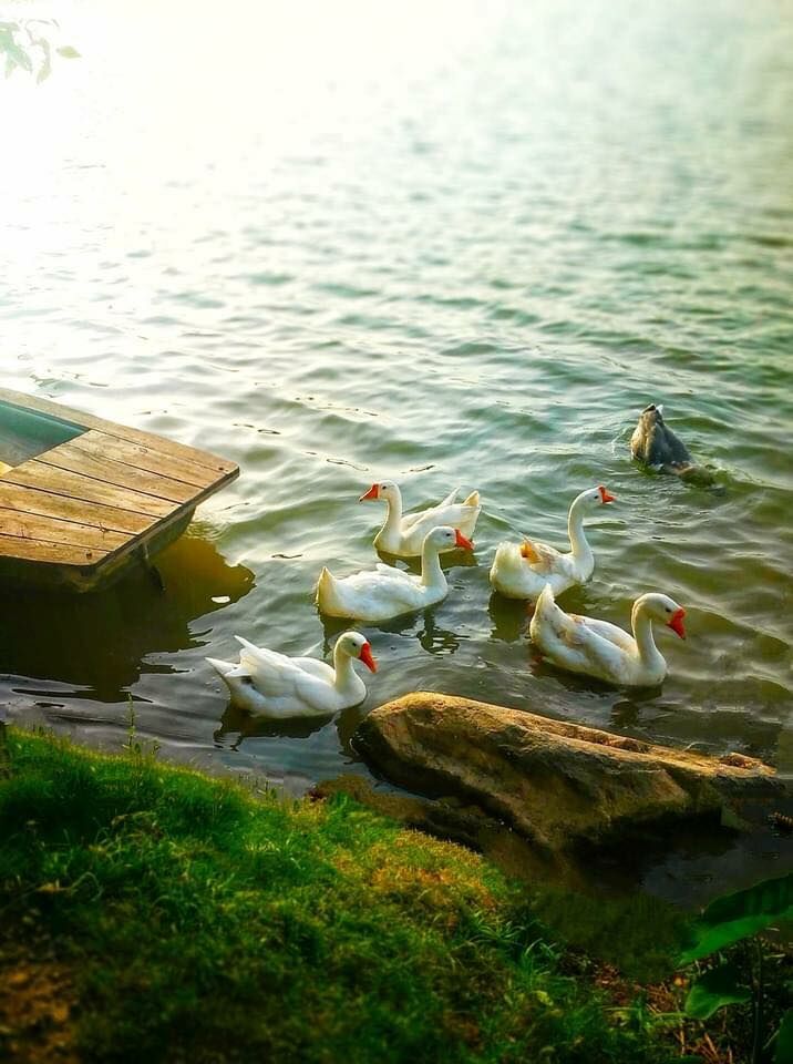 Fb. Khu đô thị xanh Ecopark Hưng Yên