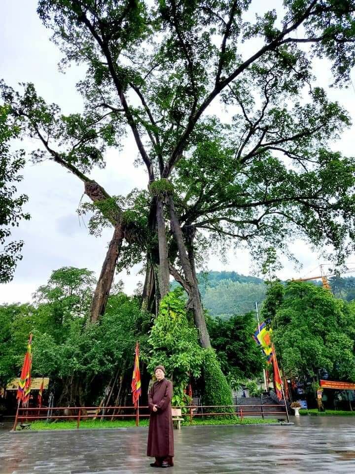 Cây đa-Fb.Đền Quốc Mẫu Tây Thiên