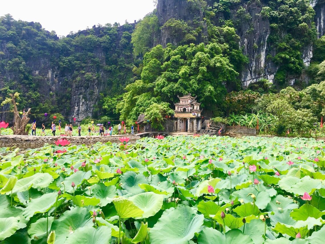 Đầm sen hang Múa (Ảnh: fb. Nguyễn Thúy Hằng)