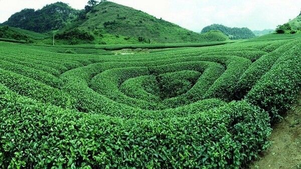 Ảnh; Sưu tầm
