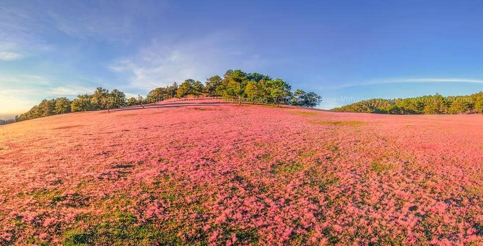 Đã từ lâu, thành phố mộng mơ Đà Lạt được ví như thành phố của du lịch. Bởi không những được thiên nhiên ưu ái ban tặng nền khí hậu ôn hòa quanh năm, nơi này còn ghi điểm với nhiều phong cảnh non nước hữu tình. Một trong số đó phải kể đến chính là đồi cỏ hồng. Ảnh: Sưu tầm