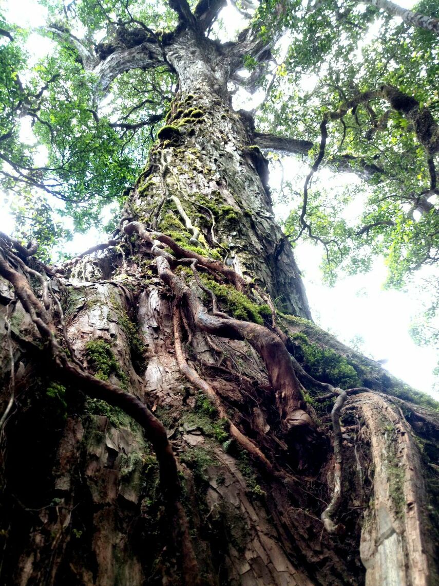 Cây Pơ Mu (Ảnh: fb. Nguyễn Phú Tân)